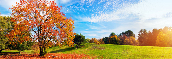 Fall Tree